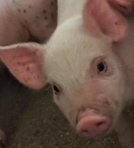 董广林：乳猪的眼神是一种诉说，最新关于哺乳期乳猪泪斑的系统分析！