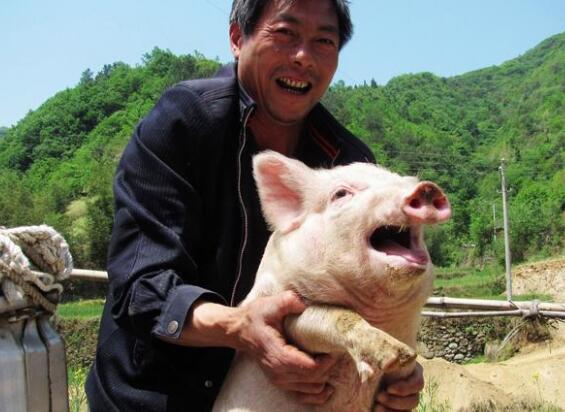 6月生猪价格会大涨？政府、央视、媒体都给出了充足的证据！