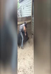 美女骑猪玩耍挺拉风，被猪摆了一道好尴尬