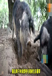 世界上最怪异的猪 网友赐名“草泥猪”！
