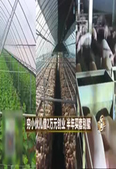 穷小伙养猪技术，教你月入几十万的致富经