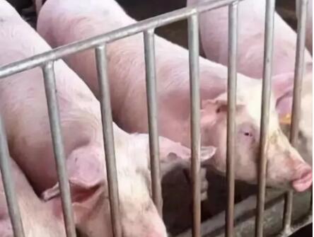 猪贩“鬼术”让生猪集体“瘦身”1吨被拘！