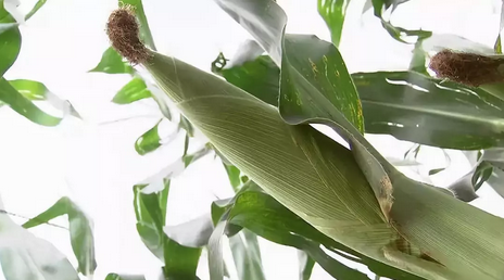 卖这种玉米的人已经挣钱了！有销路、有退路，4点经验值得看！