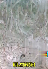 西班牙土豪最爱的食材，从前用来喂猪！