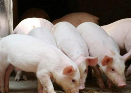 畜牧养殖业的十大商机？粮改饲、粪污资源利用、规模养殖...