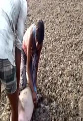 实拍越南农民在猪圈杀猪，逮猪技术十分落后，但杀猪却相当利索