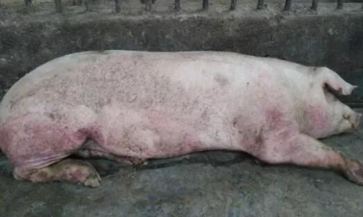 猪体温下降该如何救治？8种病因、8个治疗诀窍告诉你！