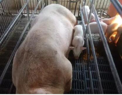 母猪亚健康症状频发，你的猪场中招了吗？