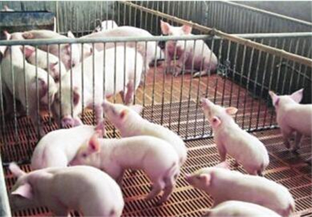 猪拉稀怎么办？猪拉稀用什么药治疗好