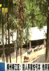柳州柳江区：别人养猪怕亏本 他养猪年收入百万