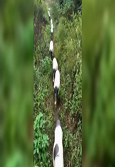 山上养猪致富创业，生态猪比普通猪价贵二倍！
