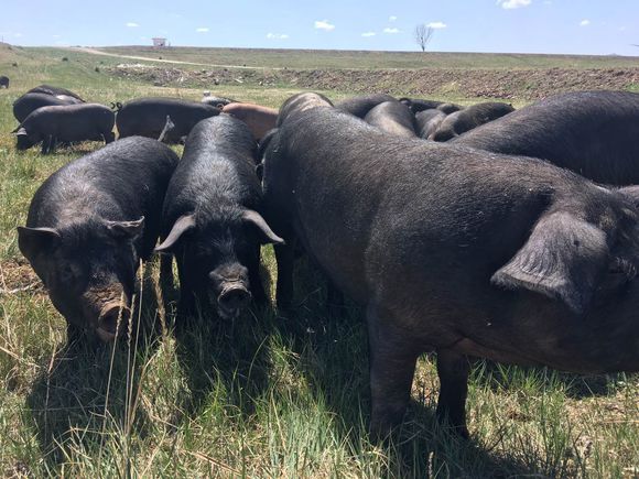 2018年06月16日全国土杂猪生猪价格行情涨跌表