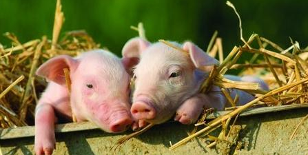 下半年本是补栏仔猪好时期，但实际到底适不适合补栏？