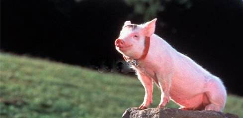 佩奇、雷军、丁磊、马云，大佬们到底在搞什么“猪”名堂？