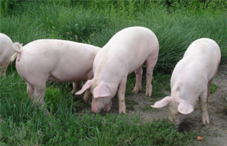 全国兽用抗菌药使用减量化行动试点养殖场名单公布 含26家猪场！