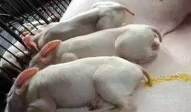 乳猪不拉黄白痢，就得这样做！