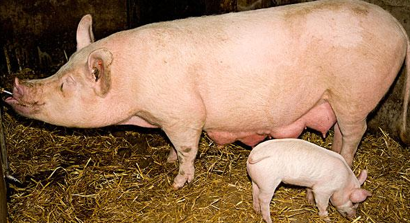 面对口蹄疫、蓝耳、乙脑这些疫苗，养猪人要如何合理制定免疫程序