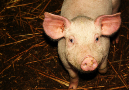 2018年06月15日全国土杂猪生猪价格行情涨跌表