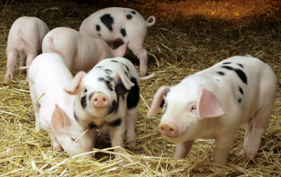 中央环保督察“回头看”全面启动，养殖场再成“重灾区”