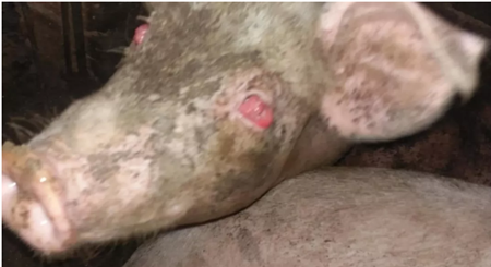 猪眼变红，甚至致瞎是什么原因？告诉你真实的答案！