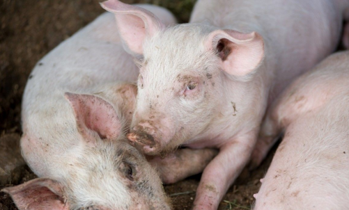 猪口蹄疫防控，母源抗体影响大，怎么应对？|IPVS大会干货分享