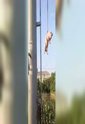 厉害了猪！绍兴上虞一头猪跳河里，无奈被吊机拖上岸！
