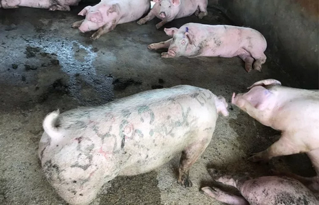 注意！猪丹毒“突袭”华南五省，严重地区发病猪场高达30%
