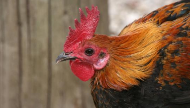 环保拆迁，2017年江苏省累计减少存栏家禽3397万只