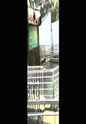 圈养猪的日常, 每日一游！