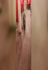 俄罗斯餐厅养猪当宠物，心真大！