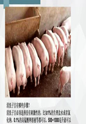 养猪技术：母猪需要清宫，正确做法你都知道了吗？