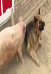 趣事：猪与大狗打架 竟然狗斗不过猪！