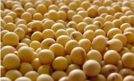 豆粕暴涨300元！玉米也要涨！一头猪成本将增40元！