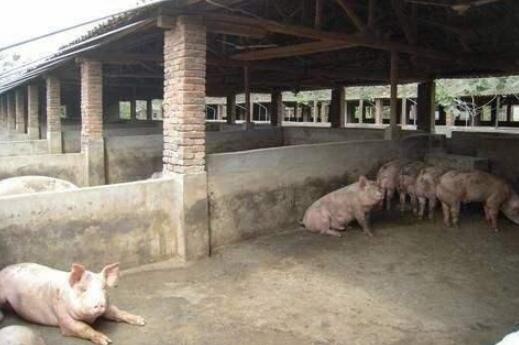 农村养猪十几年，他今年有些心灰意冷，理由却让人无法信服！