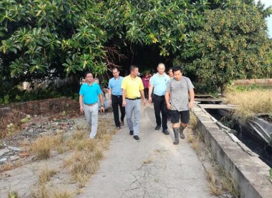 两个生猪养殖场被关停！顺德杏坛加快清理违规畜禽养殖场!