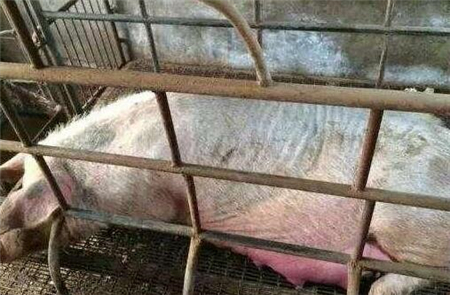 水泥地养猪方式用对了，一年节省2万药钱不是事！
