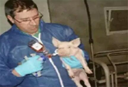 经常做伪狂犬活苗滴鼻却没效果？说明你还未掌握正确方法！