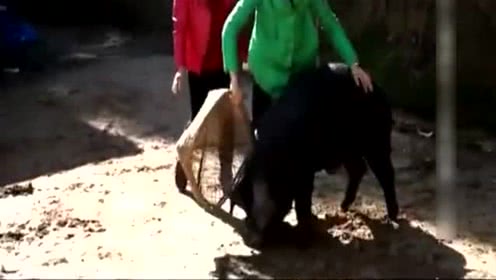 漂亮妹子到农村赶猪太搞笑了！
