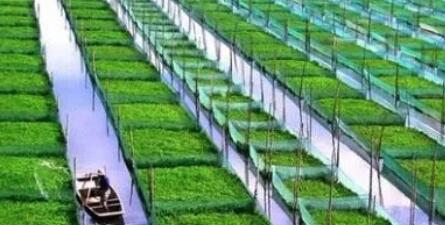 5月份我国农业农村经济稳中向好，生猪供求关系有所改善！