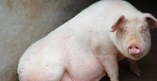 母猪发出求救的信号，一般的养殖户却忽视了？