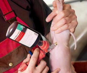 仔猪补铁针怎么打？是打一次还是两次好？