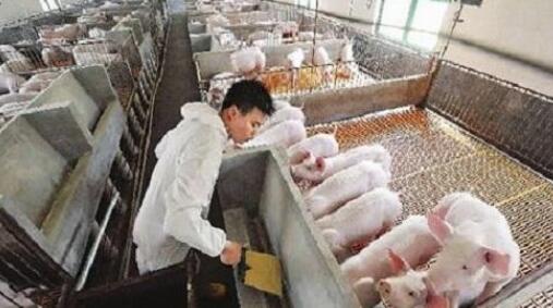 为什么养猪场难留员工？肯定是你管理不到位！