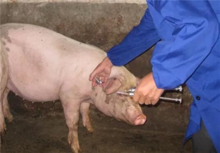 4种给猪打针途径，哪种方式更好？
