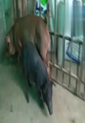 养猪人治疗猪病关键：清洗干净猪体表！