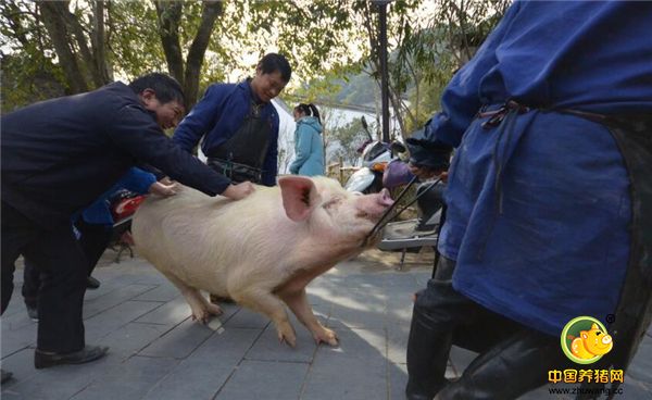 杀一头猪办上两三桌，养猪不赚钱，农村曾经的那些生活很美好！