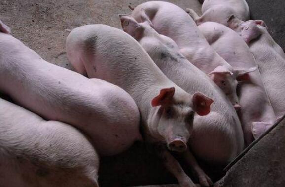 养猪小偏方，猪蛔虫病用南瓜子治疗管用！