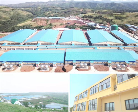 新大GGP3000头核心场——全新设计理念建场，全部国外引进种猪，同步国外育种数据库育种