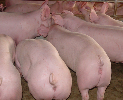 2018年06月30日全国土杂猪生猪价格行情涨跌表