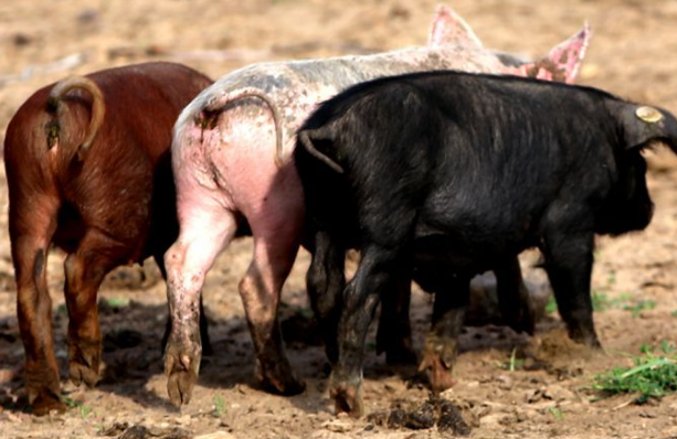 2018年06月30日全国内三元生猪价格行情涨跌表