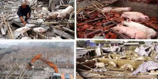 环保督查回头看！猪农无奈：改革的阵痛不应是拆猪场的借口！